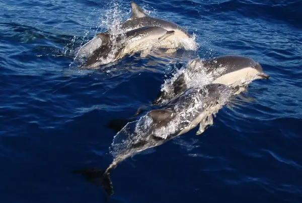 A Índia é, desde anteontem, um país onde os golfinhos são pessoas. A “inteligência e sensibilidade” destes cetáceos são os motivos invocados pelo Ministério da Ambiente para a adesão à Declaração dos Direitos dos Cetáceos.