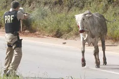 Agente da Polícia Rodoviária Federal matou animal a tiros na BR-040 (Foto: Cristiano Couto/Hoje em Dia/AE ) 