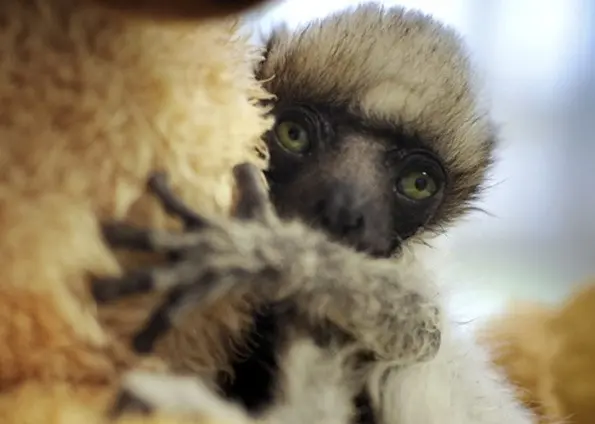 Tahina, um filhote de lêmure (Propithecus coronatus) em incubadora do Zoológico de Besancon, na França. 'Tahina' significa 'Que precisa de proteção' em malgaxe, o principal idioma falado em Madagascar. (Foto: Jeff Pachoud/AFP 20-01-2009) 