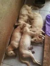 Veneno em salsicha provocou a morte dos cães. (Foto: Cosmo)