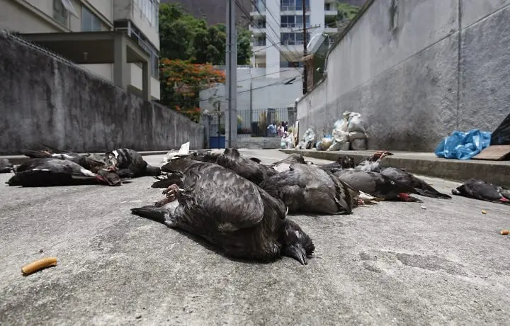 Pombos mortos na Rua Cosme Velho. (Foto: Domingos Peixoto/O Globo)