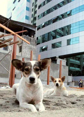 Foto: O Globo