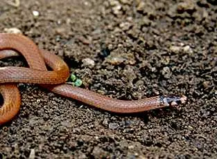 Serpente ainda não tem nome científico. (Foto: Ciência Hoje)