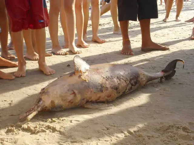 A toninha é uma das menores espécies de golfinhos existentes no mundo