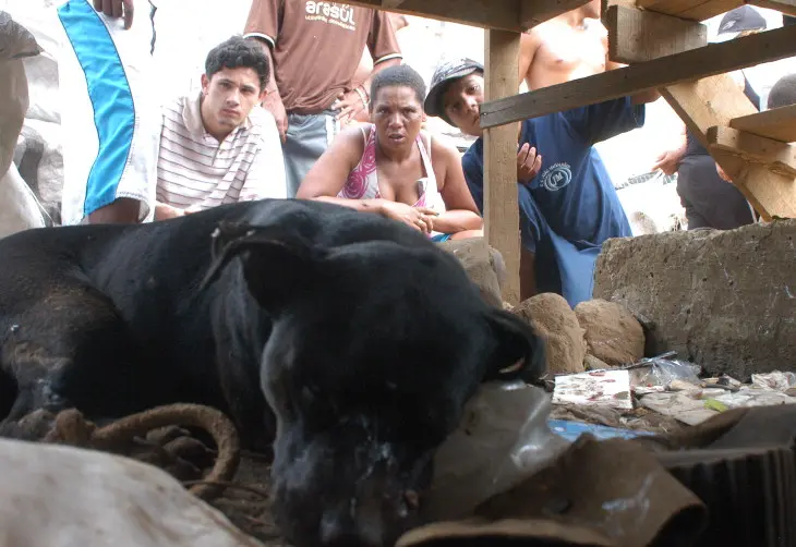 Tiro atingiu o olho esquerdo do animal. (Foto: Roni Rigon/ Pioneiro)