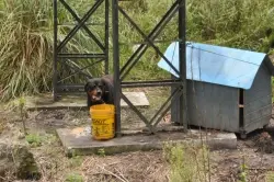 Cachorros da raça roteweiler foram amarrados em outdoors da rodovia BR-277. (Foto: Bem Paraná)