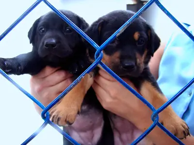 Foto: Reprodução/Diário de Taubaté