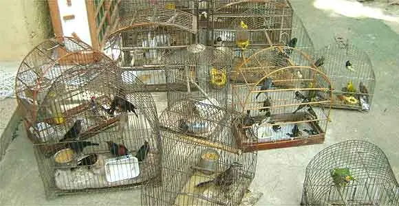 Pássaros foram levados para a sede do IBAMA (Foto: Reprodução/Uai)