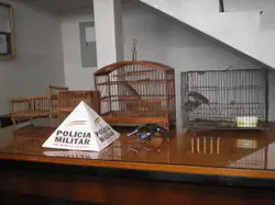 Imagem: Reprodução/Portal Caparaó