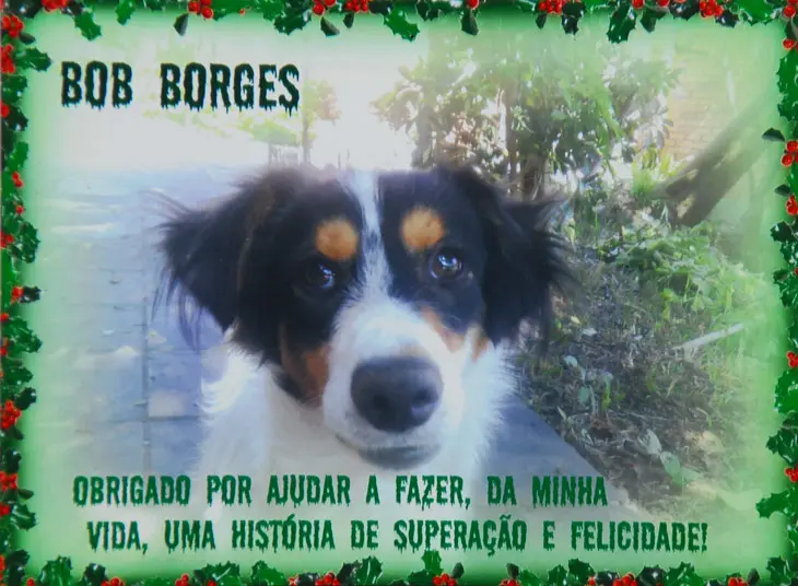 Cartazes foram espalhados na cidae para encontrar Bob. Foto: Andréa Graiz 