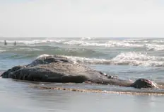 Área em que a baleia encalhou foi isolada pela prefeitura e pela patrulha ambiental (Foto:Marcio Torrez)