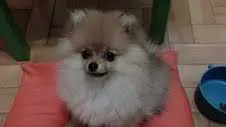 Nome: Lulu