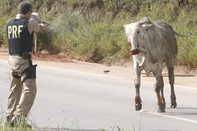 Policial foi flagrado ao matar um animal na BR-040, em Minas Gerais, na quarta-feira (Foto: Cristiano Couto/Hoje em Dia/AE ) 