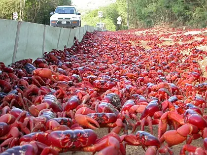 Moradores já se acostumaram com a presença dos animais / Foto: Christmas Island Tourism Association