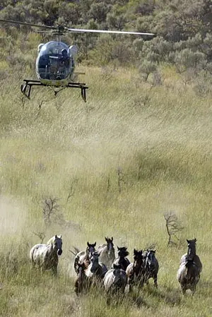 cavalos selvagens