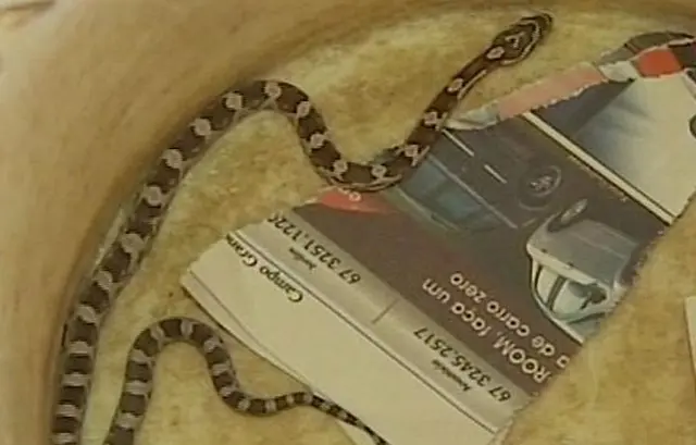 Foto: Reprodução/TV TEM