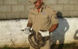 Cobra apreendida em clube (Foto: Divulgação/Bombeiros)