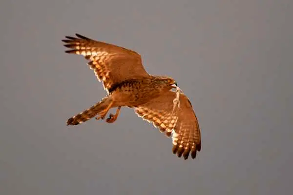 O falcão peneireiro de olho branco (Falco rupicoloides) é um exímio caçador e consegue capturar largatixas com facilidade.