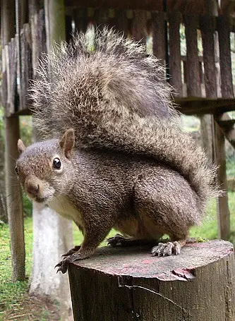 Esquilo: Imagem capturada por Suzan Helena da Silva, no Parque da Floresta Encantada