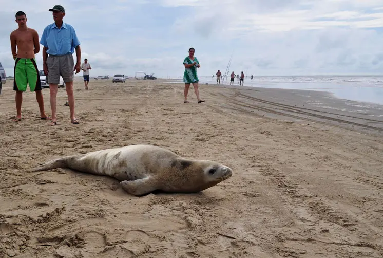 Foca Perdida na praia do Cassino. (Foto: Zero Hora)