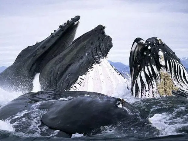 Britânico fotografou grupo de baleias jubarte caçando peixes a poucos centímetros dos animais. (Foto: Terra Chile/Reprodução)