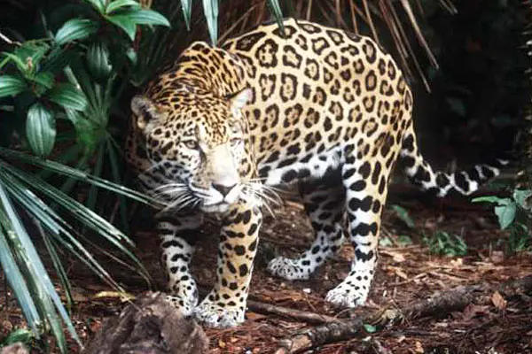 jaguar