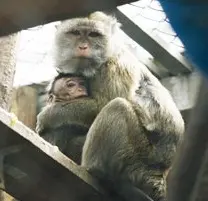 Filhotes são separados das mães. (Imagem: InVitro)