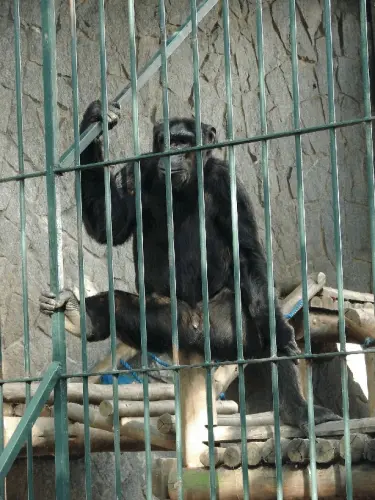 Foto: Lobo Repórter