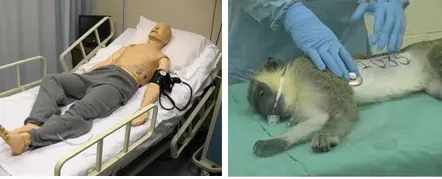 Treinamento com simulador SimMan. Macaco usado em treinamento militar. (Imagens: AnimaNaturalis)