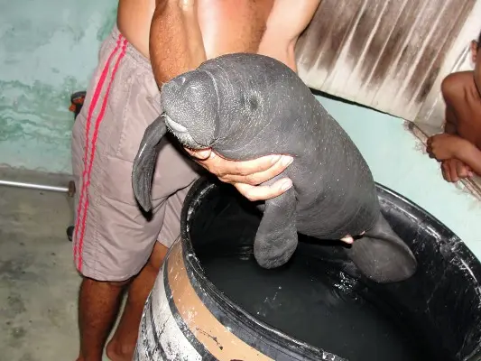 Os moradores deram o nome de Vitória ao pequeno peixe boi fêmea. Foto: Diário do Pará