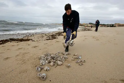As autoridades recolheram os polvos que deram à costa em Vila Nova de Gaia (Foto: José Carmo/JN)