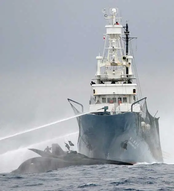 navio baleeiro se choca com embarcação da sea shepherd