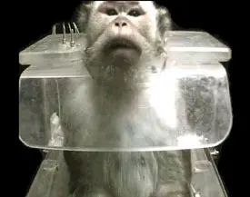 Imagem: InVitro