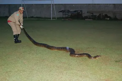 Sucuri de 5 metros capturada em fazenda. (Imagem: O Correio)