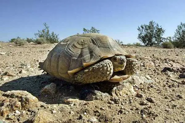 tartaruga