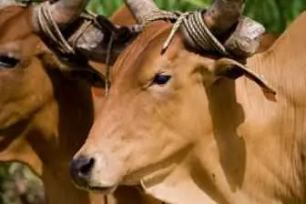 Imagem: Reprodução/Pantanal News