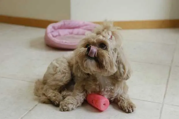 Lhasa apso Mel, de 3 anos. (Foto: Gazeta do Povo)