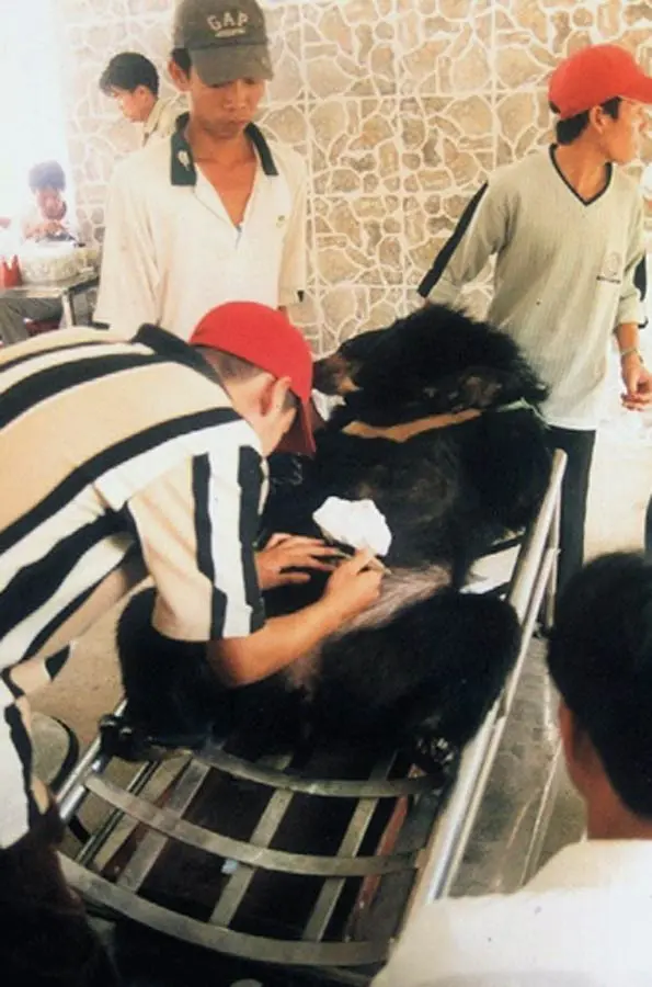 Foto sem data mostra urso sedado e amarrado para extração do líquido biliar na província vietnamita de Binh Duong (France Presse) 