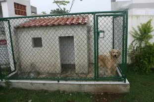 Acostumado a morar no canil desde os primeiros meses, Scott só deixa a casinha para tomar sol na grama. (Imagem: Gazeta do Povo)