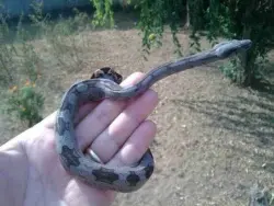 Cobras são vendidas por R$1.100 em média. (Foto: Hoje em Dia)