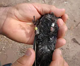 Foto: Ibama/Rondônia