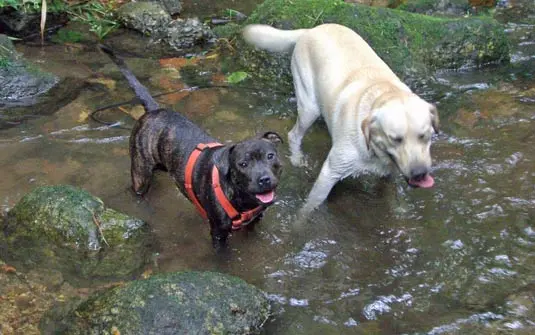 Ziggy e Kali se refrescam no riacho de rua no Horto (Foto: Arquivo pessoal/Beatriz Borges) 