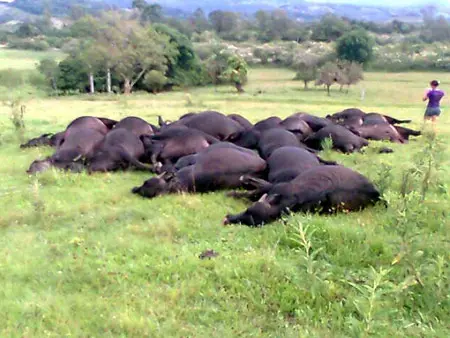 Búfalos mortos eletrocutados em Taquara (RS) (Foto por Emanoel Kurowski/CP)