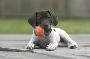 (Foto: Dogtime.com)
