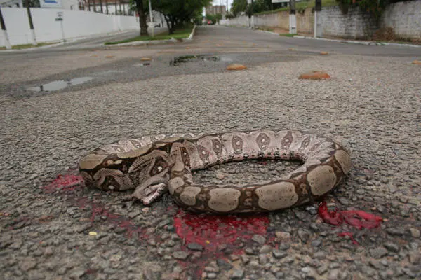 Cobra encontrada esta manhã nas proximidades da Cidade da Criança