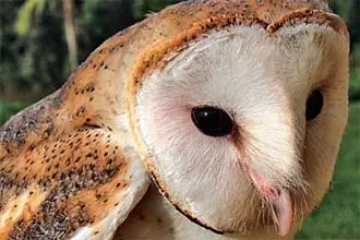 Corujas que se aproximam de seres humanos relutam em voltar à natureza; trabalho de reintrodução ao habitat é demorado