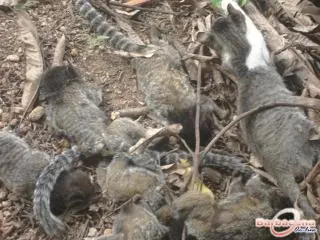 Animais envenenados. (Foto: Barbacena Online)