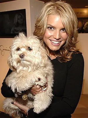 Jessica Simpson e sua cadela desaparecida, Daisy. 