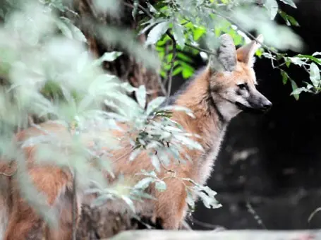 Loba fugiu de recinto e estava solta em bosque (Foto: Cedoc/RAC)