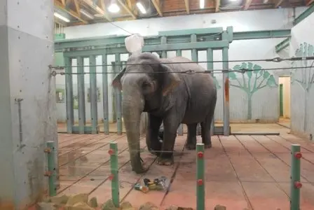 Lucy vive solitária em uma pequena área no zoo de Edmont Valley. (Foto: PETA)